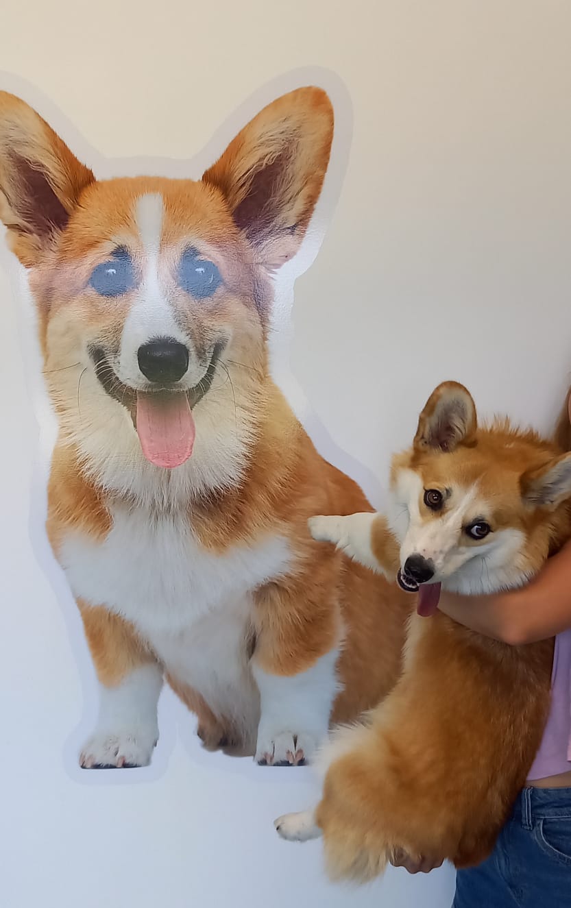 Corgi