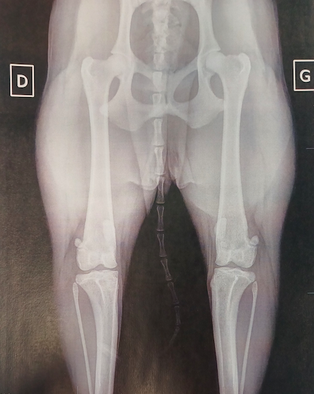 Radiographie n°2